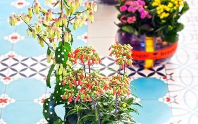 Kalanchoes, les estrelles de la casa