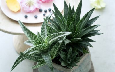 Aloe Vera: Decoració i salut per a la teva llar