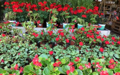 Planta fresca de temporada