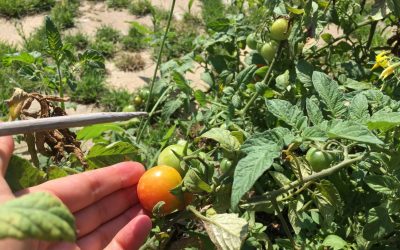 Nueva temporada: Taller de huerto urbano ecológico