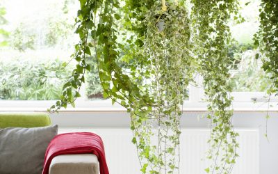 Plantes penjants, verds d’alçada