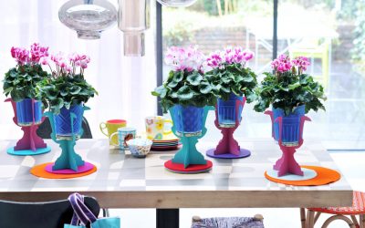 Planta del mes: cyclamen