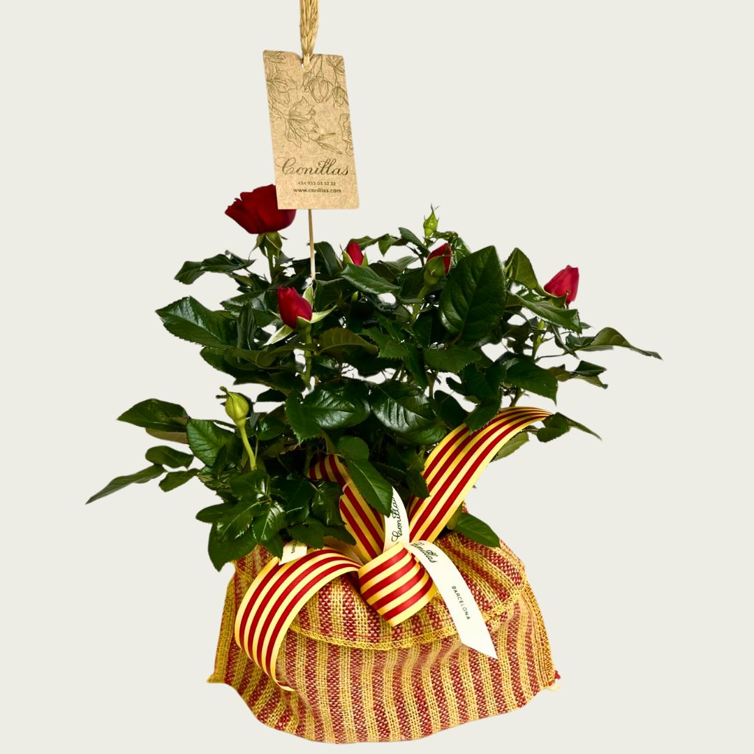 Roser Pitiminí Senyera