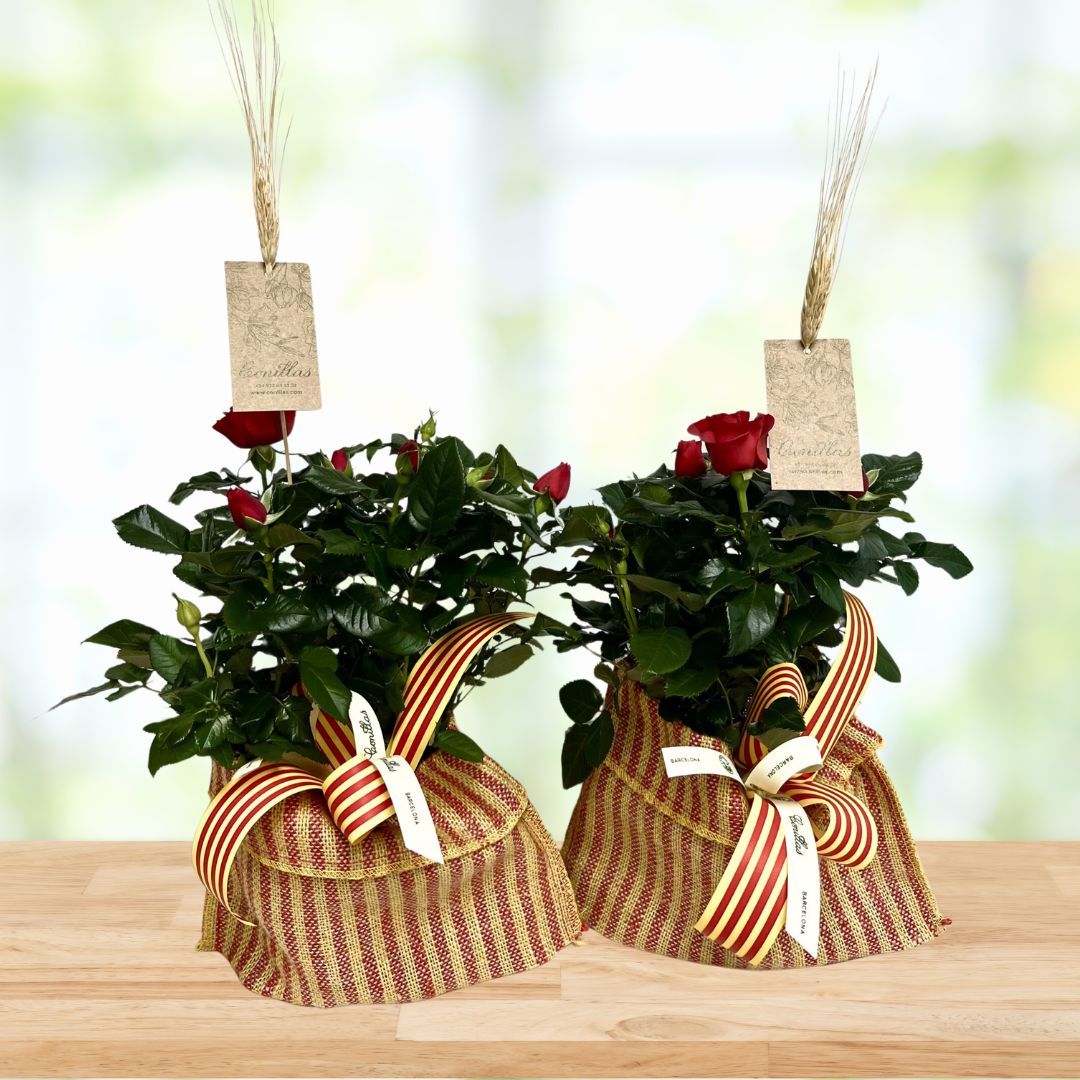 Roser Pitiminí Senyera - Imatge 2