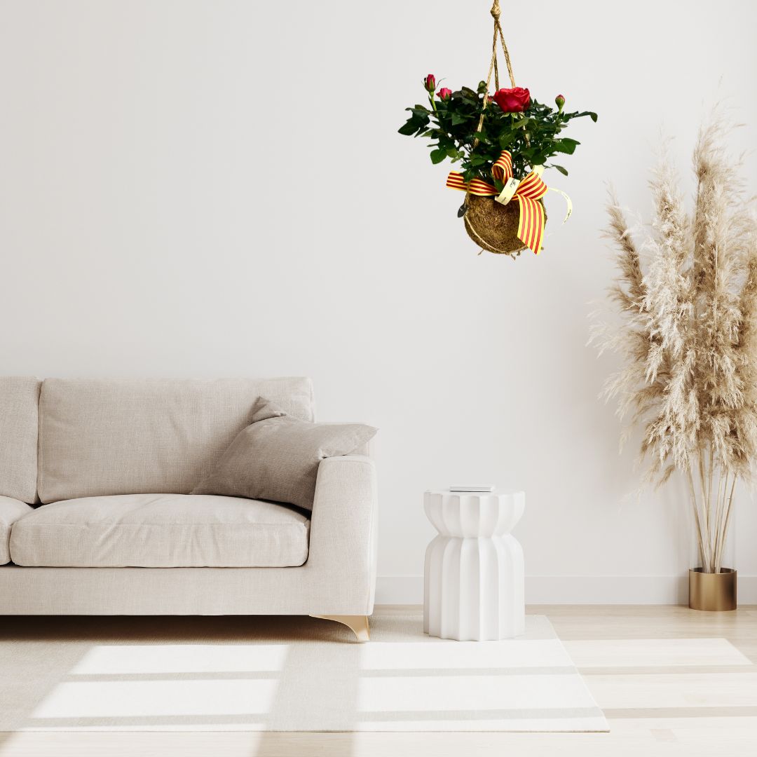 Roser de Pitimini - Kokedama - Imatge 2