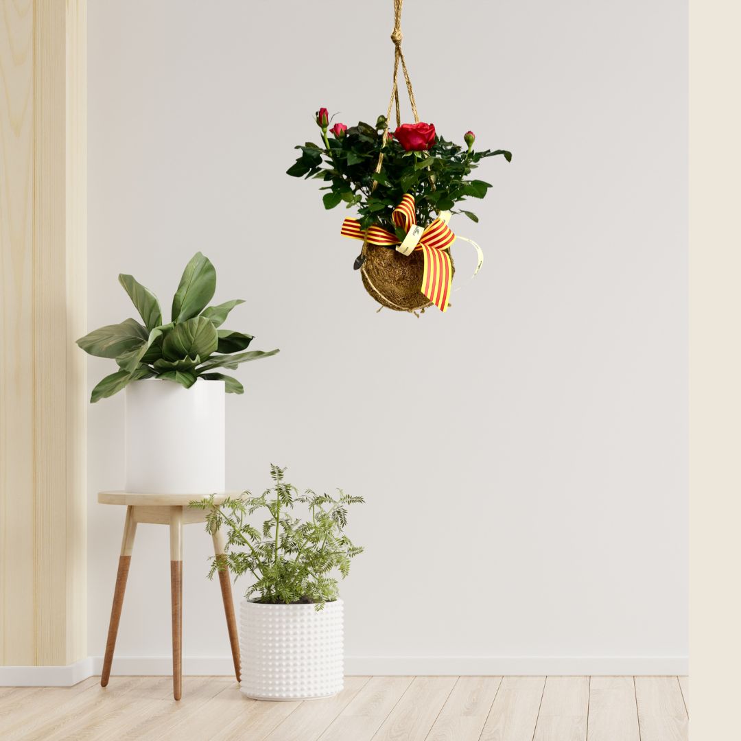 Roser de Pitimini - Kokedama - Imatge 3