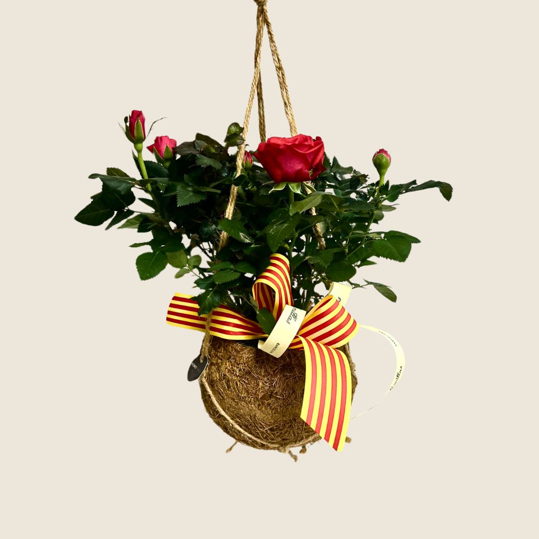 Roser de Pitimini - Kokedama