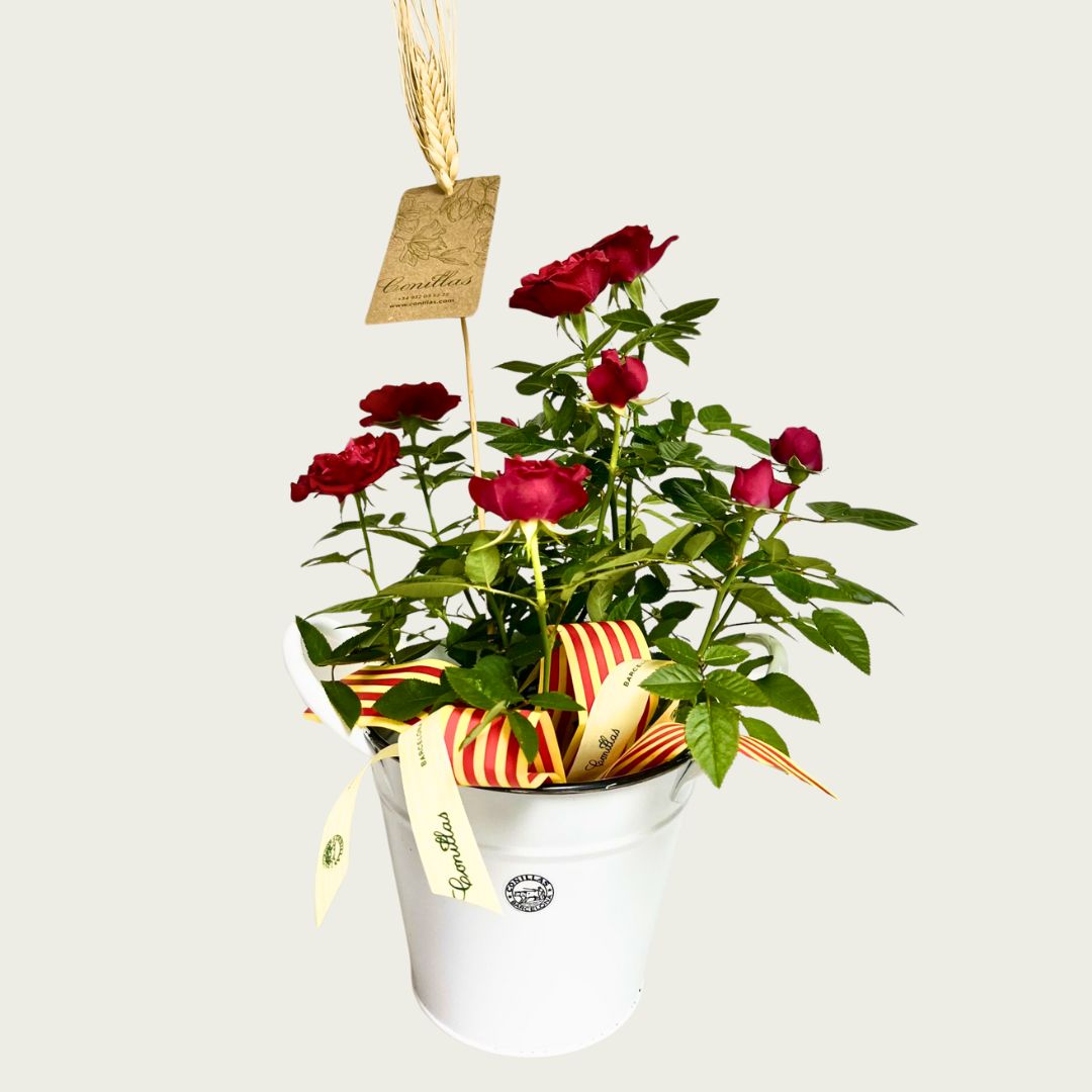 Roser de Pitimini - Test de 12cm de Metall - Imatge 3