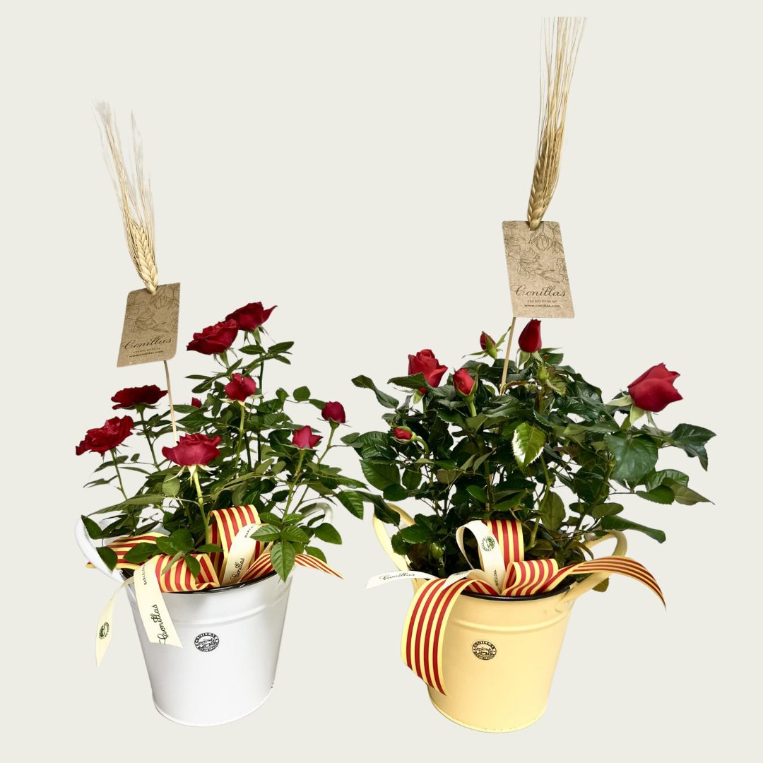 Roser de Pitimini - Test de 12cm de Metall - Imatge 4