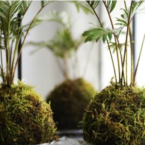 TALLER DE KOKEDAMAS - 24/05/2026